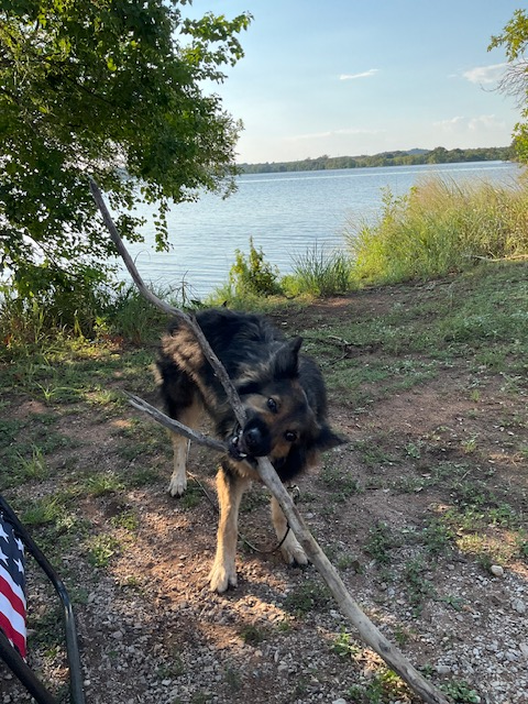 RV Dog Safety in Texas Heat