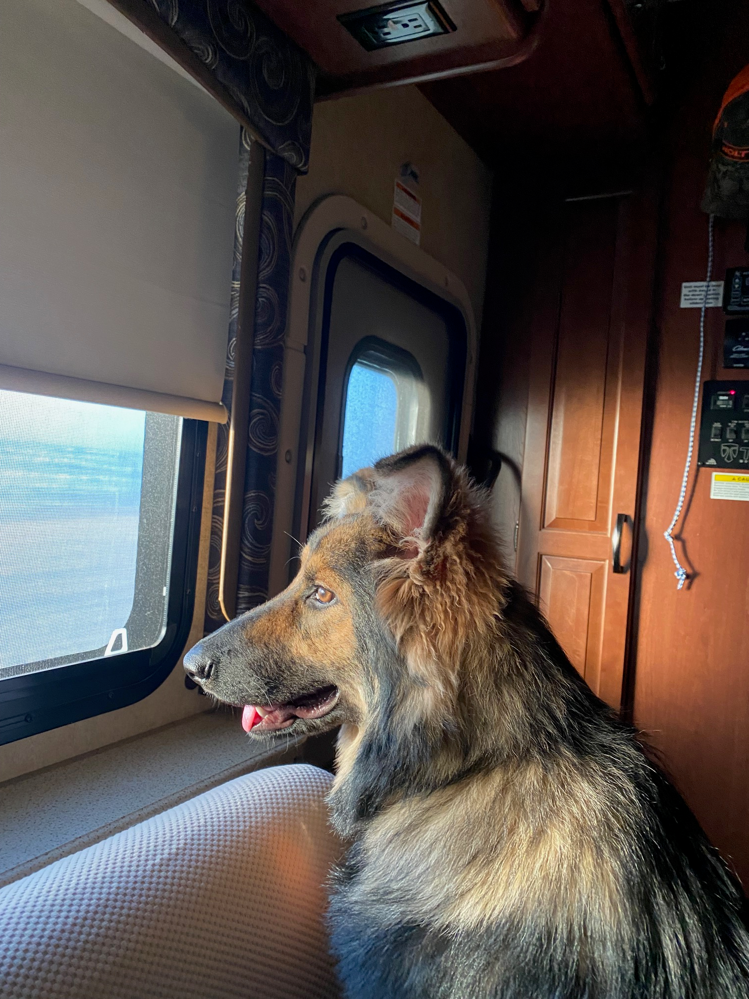 is your dog ready for RV Camping