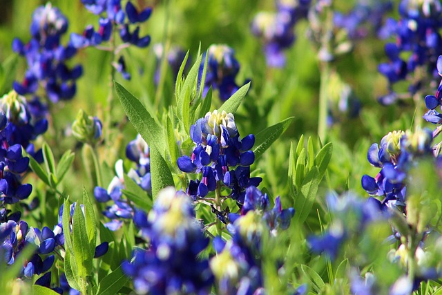 Best Texas State Parks for Wildflowers