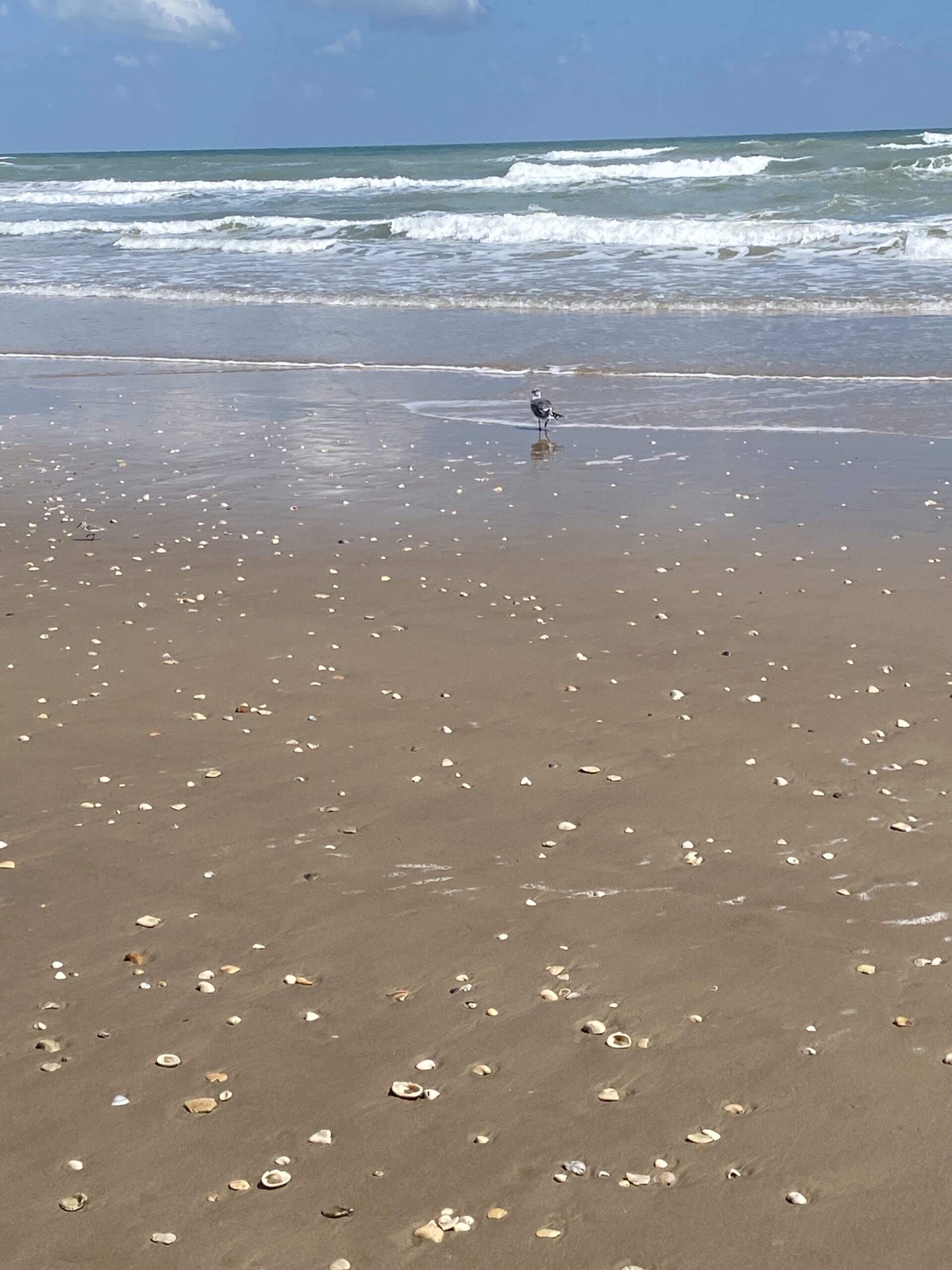 port aransas spring break