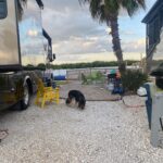 dogs barking at campsite