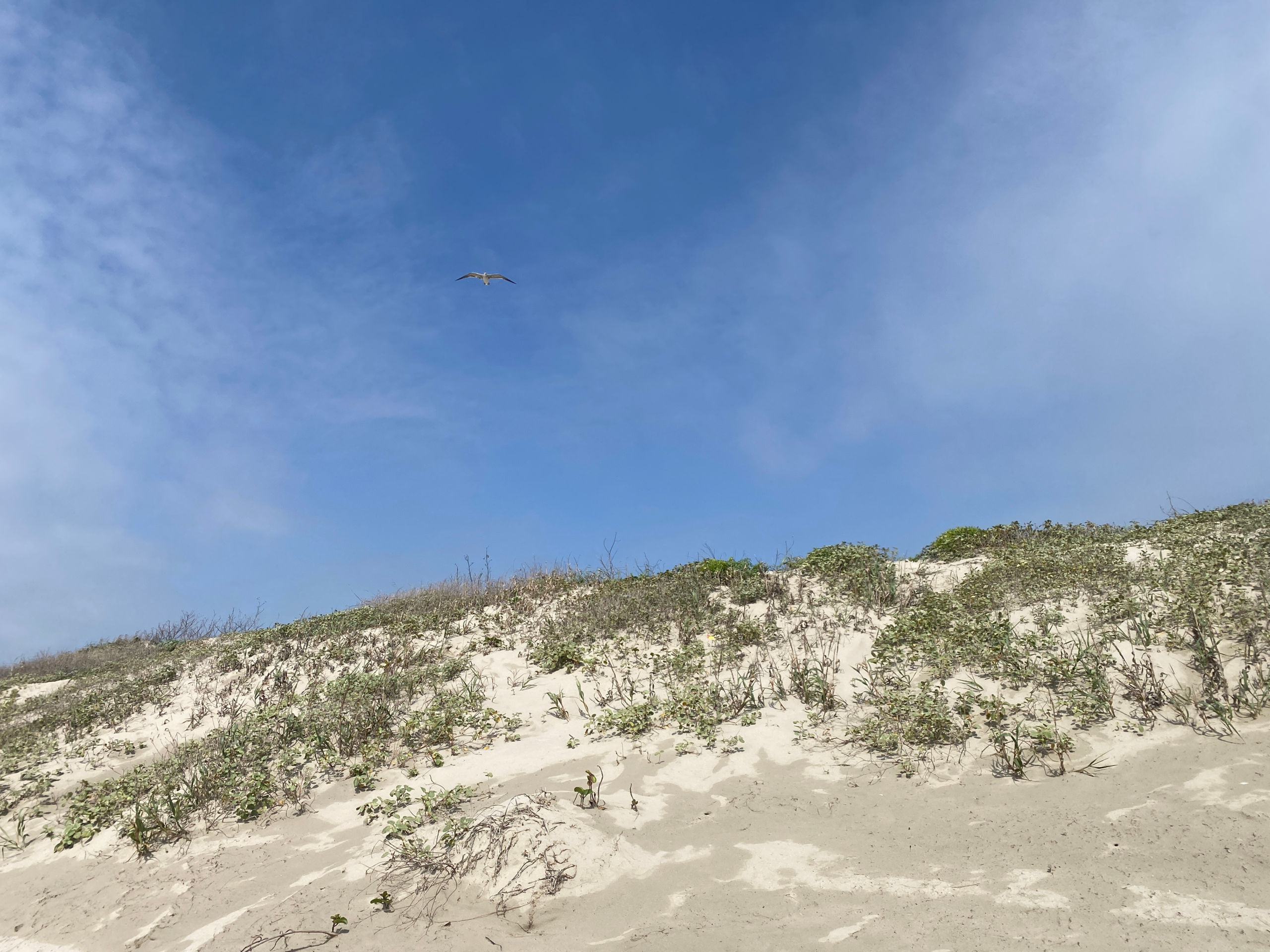 Mustang Island State Park
