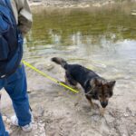 hiking with dogs