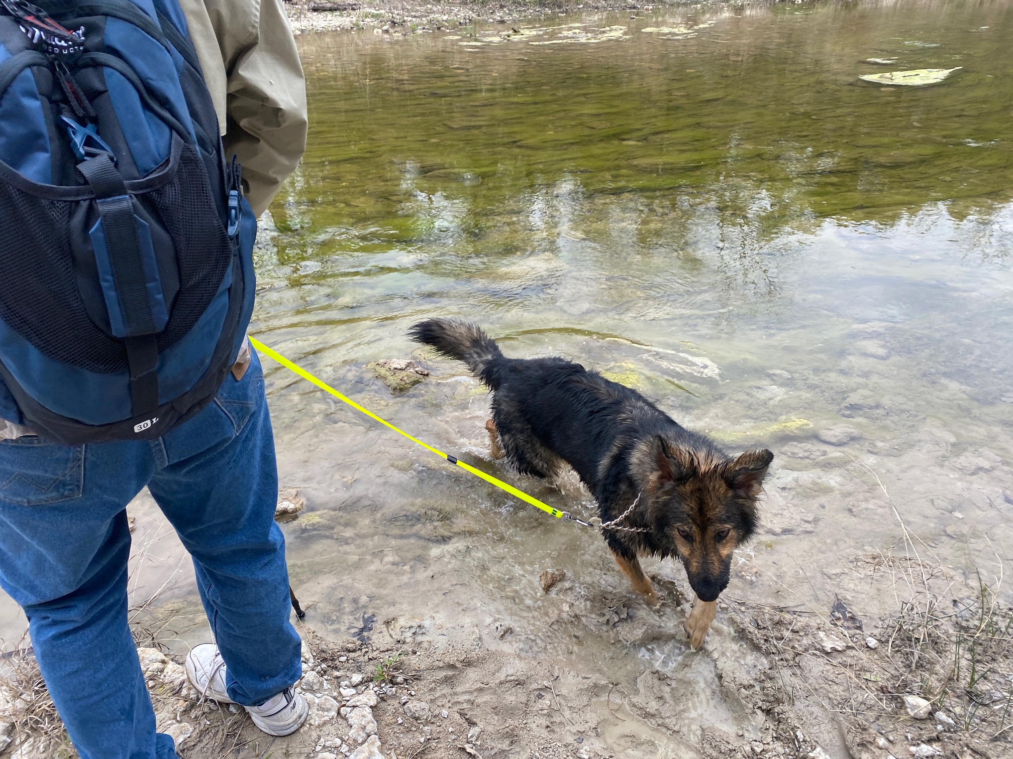 hiking with dogs