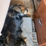 traveling with your dog