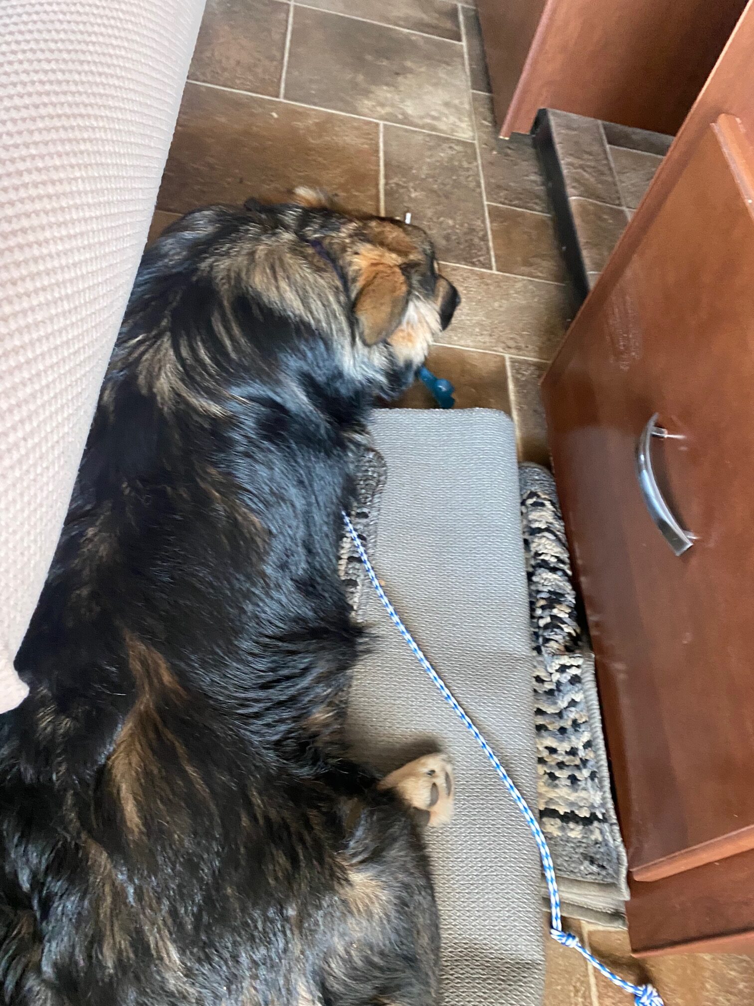 traveling with your dog