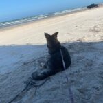 camping with dogs