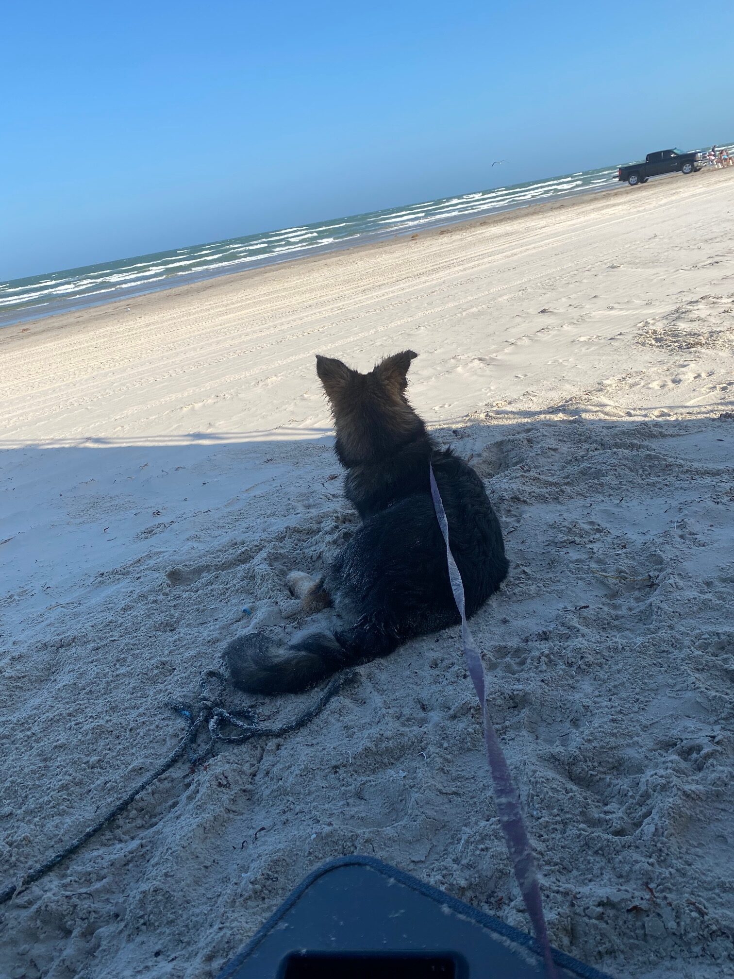 camping with dogs
